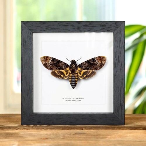 Death head taxidermy moth - head,