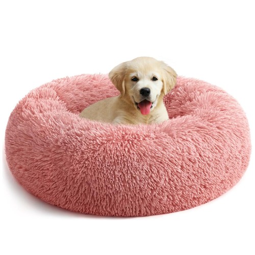 Pet dog cat - cat, calming