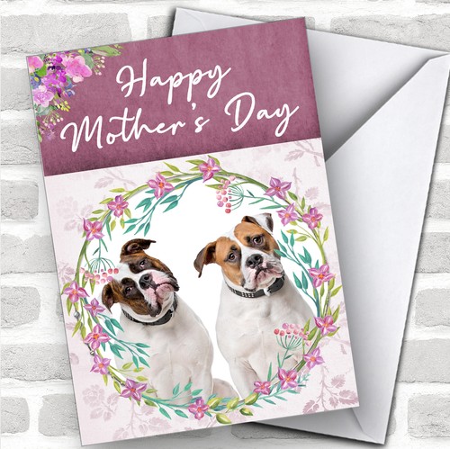 American bulldog dog - american,