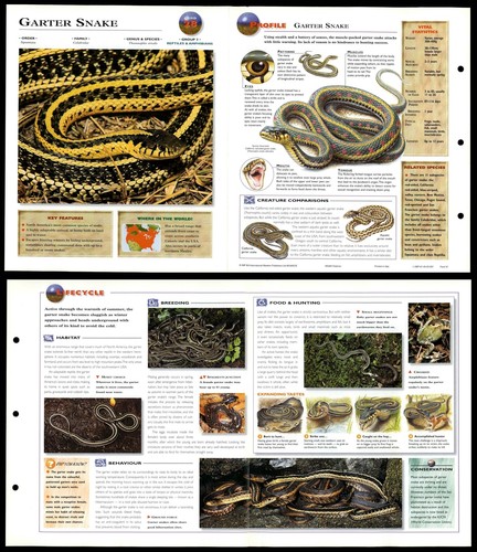 Garter snake reptiles - garter,