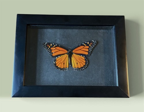 Real framed monarch butterfly - real,