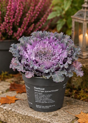 Ornamental cabbage brassica - cabbage,