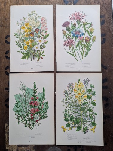 Antique botanical bookplate - antique,