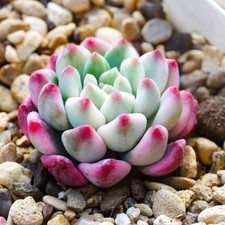 Echeveria Blue Elf Variegated