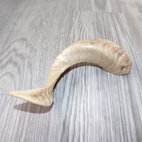 Sheep horn 5564 natural - ,