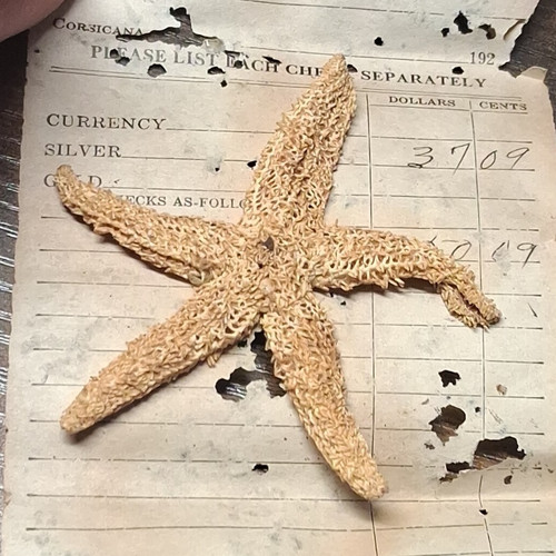 Natural dried starfish - dried,