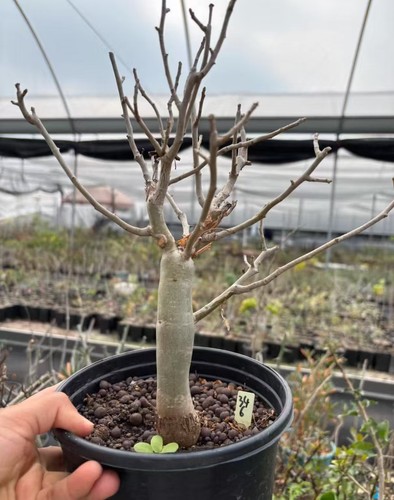 Rare live house plant bursera - rare,