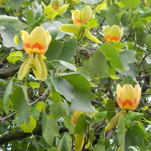 Liriodendron tulipifera - , |