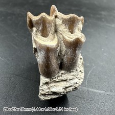 Fossil merycoidodontoidea