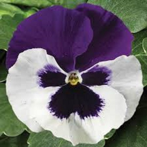Winter flowering pansy - 40,