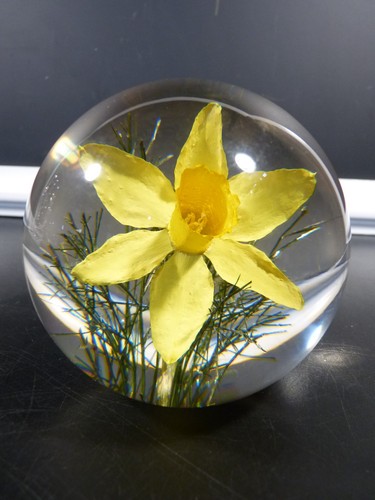 2001 hafod grange - hafod, "daffodil"