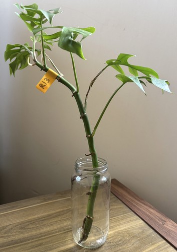Mini monstera plant - mini,