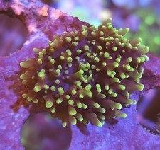 Fuzzy Mushroom Marine Coral