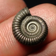 Crucilobiceras pyrite ammonite