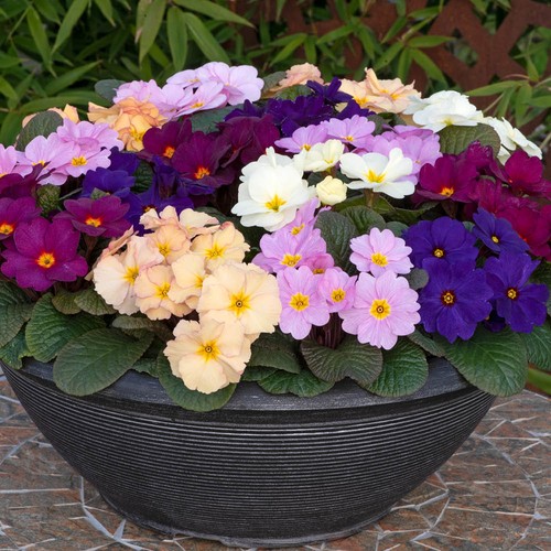 Primrose obsidian mixed - mixed, garden