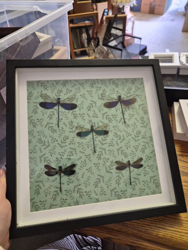 Taxidermy dragonfly deepbox - dragonfly,