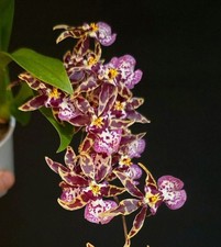 Oncidium - Titanium Tresure