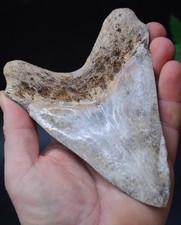 A19,   HUGE!   5.5" JAVAN