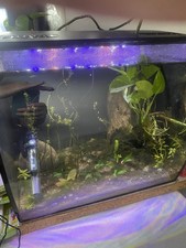 Fluval Flex 54L Aquarium With VERY RARE INHABITANTS Heterandria formosa included