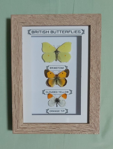Taxidermy real framed - real, british