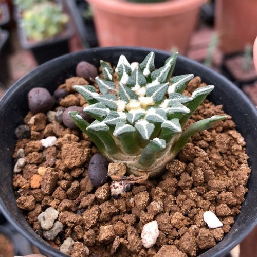 5cm succulent cactus - succulent,