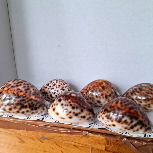 Natural cowrie shells - cowrie,