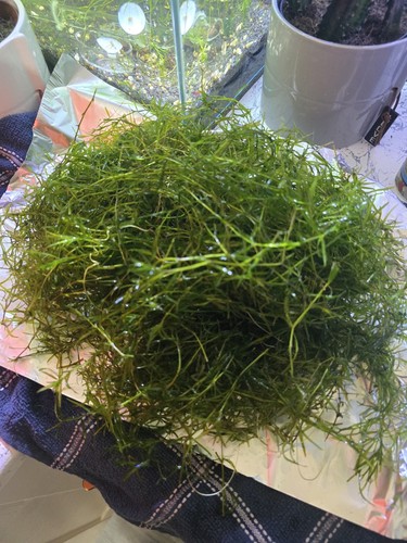 Guppy grass for aquariums - grass,