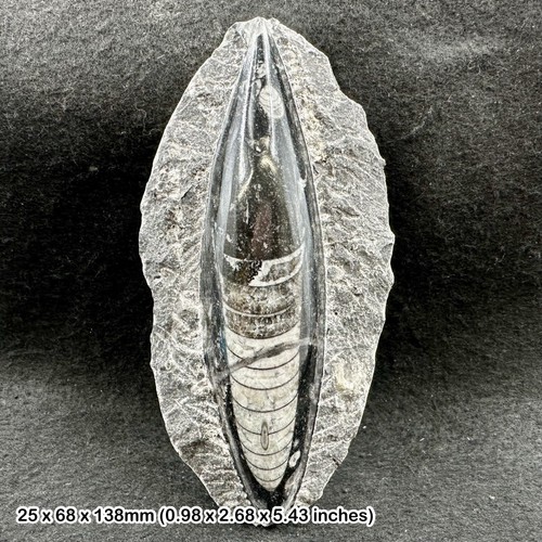 Orthoceras fossil plaque - plaque, –