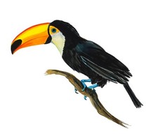 Toucan Tropical Bird Watching