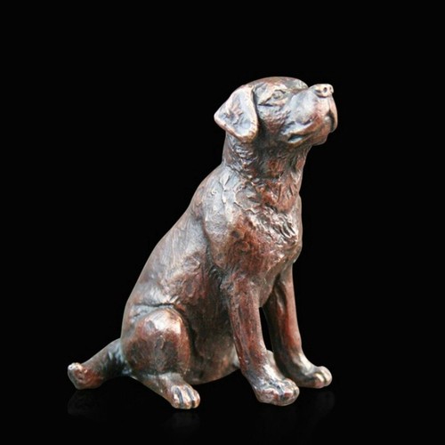 Small labrador sitting solid - labrador,