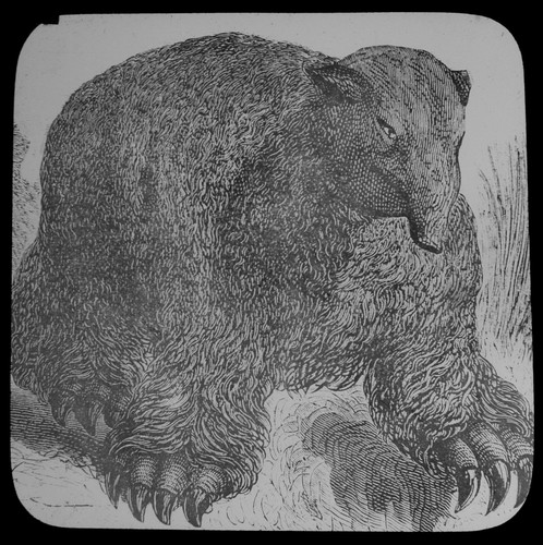 Magic lantern slide - magic,