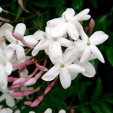 Jasmine in 12cm Pot - Jasminum