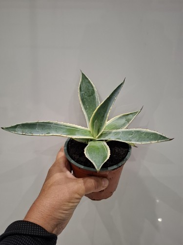 Agave americana variegata - agave,