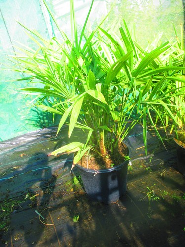 40inch inc pot hardy palm - ,