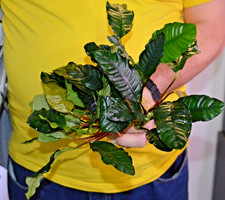 1 x Anubias "Coffefolia" Live