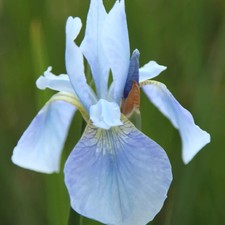 Iris perrys blue water - blue,