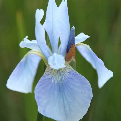 Iris perrys blue water - iris,