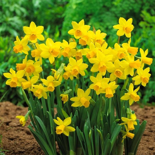 Mini daffodil tete - mini, tete-a-tete