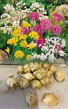 200 mixed miniature allium - mixed,