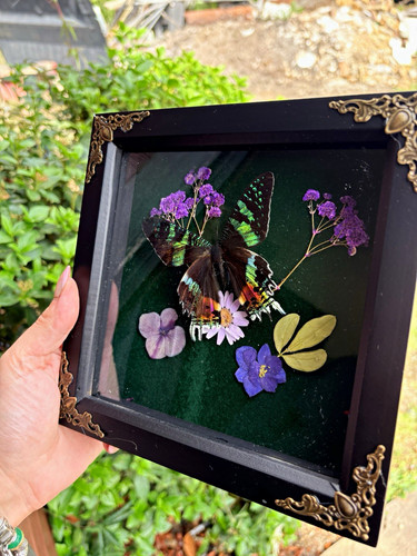 Sunset moth mount taxidermy