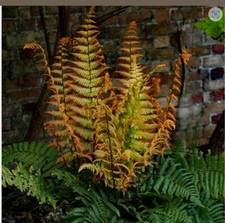 Hardy evergreen perennial fern Dryopteris Jurassic Gold large plant 3L pot