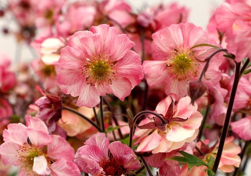 Geum tempo rose - ,
