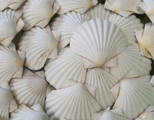 Large scottish scallop - 24,