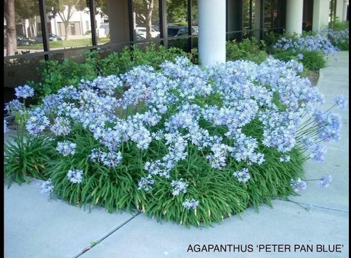Peter pan dwarf agapanthus - peter,