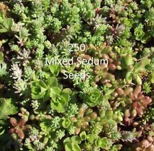 250 x Mixed SEDUM Seeds - Outdoor Succulent, Roof Garden, Stonecrop Seeds