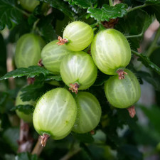 Gooseberry 'Hinnonmaki Green'