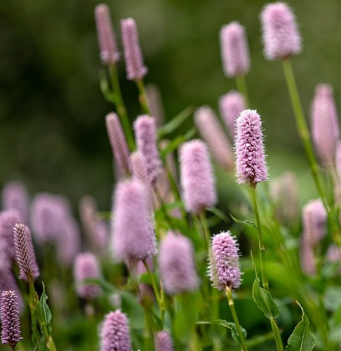 Persicaria bistorta superba - bistorta, 'superba'