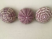 3 x large 7cm Purple Alfonso