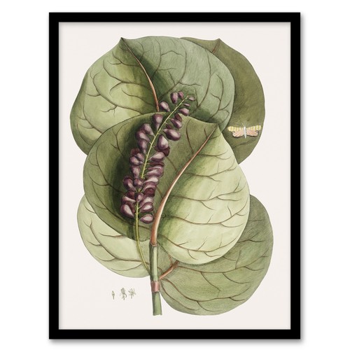 Mangrove grape tree vintage - grape,