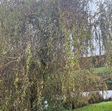 Curly Willow, Twisted Hazel